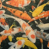 Koi Carp.